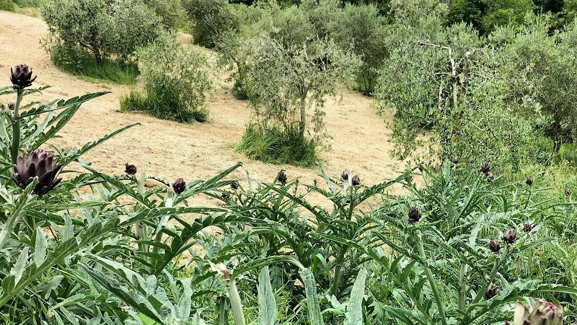 Agriturismo Casa Del Chiodo Torniella
